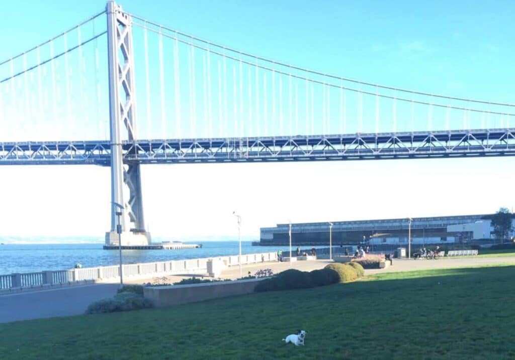 California, Dalton our mascot underneath the bay bridge in San Francisco