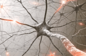 An Overview of the Autonomic Nervous System
