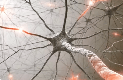 An Overview of the Autonomic Nervous System