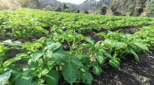 Understanding Toxicity and toxic foods