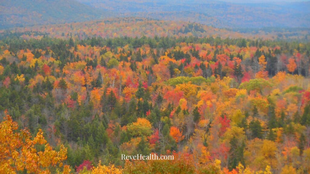 Autumn Alignment: A TCM Guide to Thriving This Season